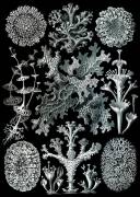 Lichens (Ernst Haeckel) - Muzeo.com