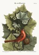 L'oiseau rouge d'été (Mark Catesby) - Muzeo.com