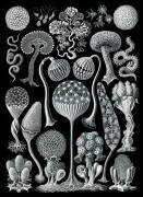 Mycetozoa, Slime Molds (Ernst Haeckel) - Muzeo.com