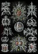 Nassellaria, Radiolaria (Ernst Haeckel) - Muzeo.com