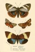 Papillons (anonyme) - Muzeo.com