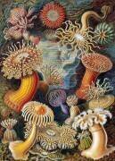 Sea Anemones (Ernst Haeckel) - Muzeo.com