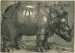 Le Rhinocéros (Albrecht Dürer) - Muzeo.com