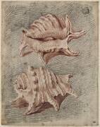 Deux coquillages (Antoine Watteau) - Muzeo.com