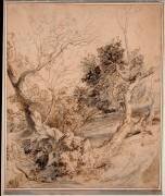 Etude d'arbres (Pierre Paul Rubens) - Muzeo.com