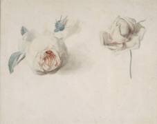 Etude de rose (Pierre Joseph Redouté) - Muzeo.com
