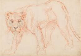 Lionne rôdant (George Stubbs) - Muzeo.com