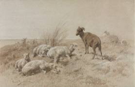 Moutons (Rosa Bonheur) - Muzeo.com
