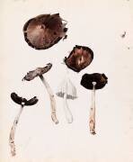 Six champignons (Emile Gallé) - Muzeo.com