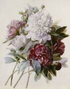 Un bouquet de pivoines rouges, roses et blanches (Pierre Joseph Redouté) - Muzeo.com
