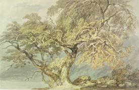 Un grand arbre (Joseph Mallord William Turner) - Muzeo.com
