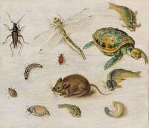 Une étude d'insectes (Jan Brueghel le Jeune) - Muzeo.com