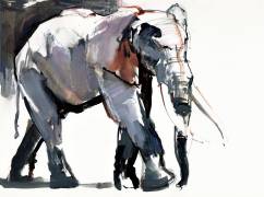 African Elephant (Mark Adlington) - Muzeo.com
