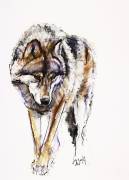 European Wolf (Mark Adlington) - Muzeo.com