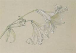 Lys (Albert Williams) - Muzeo.com