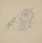 Lys (Albert Williams) - Muzeo.com