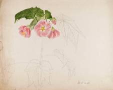Abutilon (Emile Gallé) - Muzeo.com
