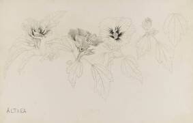 Althéa (Emile Gallé) - Muzeo.com