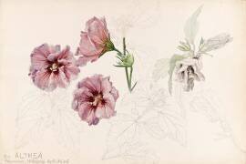 Althéa (Emile Gallé) - Muzeo.com