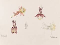 Ancolies (Emile Gallé) - Muzeo.com