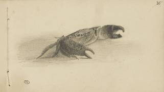 Carnet : crabe (Léon Bonnat) - Muzeo.com