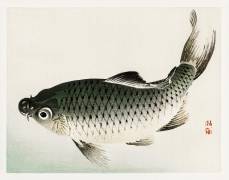 Carpe (Kono Barei) - Muzeo.com