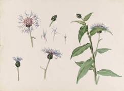 Centaurée (Emile Gallé) - Muzeo.com