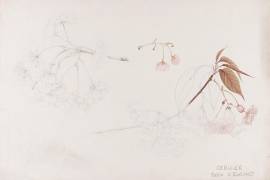 Cerisier (Emile Gallé) - Muzeo.com