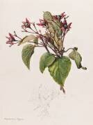 Clérodendron Fargesi (Emile Gallé) - Muzeo.com