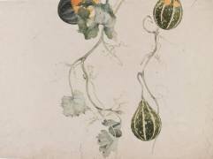 Coloquinte (cucurbitacées) - Etude de motif pied de lampe (Emile Gallé) - Muzeo.com