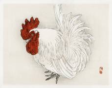 Coq japonais (Kono Barei) - Muzeo.com