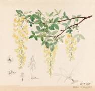 Cytises (Emile Gallé) - Muzeo.com