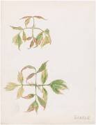 Erable (Emile Gallé) - Muzeo.com