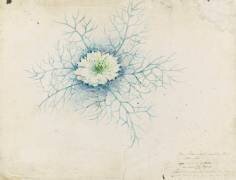 Etude de nigelle (Emile Gallé) - Muzeo.com