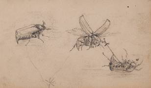 Etude d'insectes, hannetons (Pierre-Georges Deraisme) - Muzeo.com