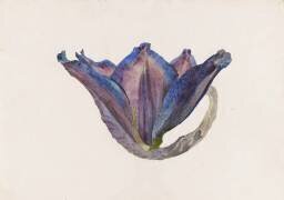 Etude d'objet (Emile Gallé) - Muzeo.com