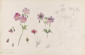 Géranium (Emile Gallé) - Muzeo.com