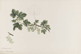 Groseillier (Emile Gallé) - Muzeo.com