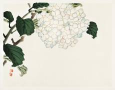 Hortensia (Kono Barei) - Muzeo.com