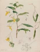 Impatience (Emile Gallé) - Muzeo.com