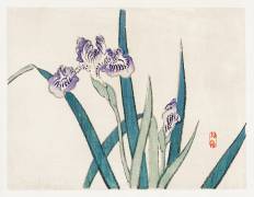 Iris (Kono Barei) - Muzeo.com