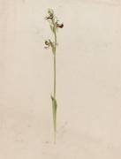 Ophrys (Emile Gallé) - Muzeo.com