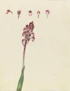 Orchis (Emile Gallé) - Muzeo.com