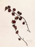 Parrotie (Emile Gallé) - Muzeo.com