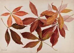 Pavia (marronnier) (Emile Gallé) - Muzeo.com