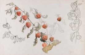 Physalis (Emile Gallé) - Muzeo.com