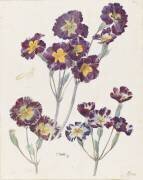 Primevères (Emile Gallé) - Muzeo.com