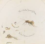 sans titre (Emile Gallé) - Muzeo.com