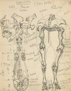 Squelette de cheval (Eugène Grasset) - Muzeo.com