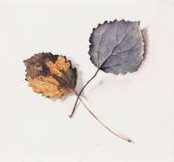 Tremble (Emile Gallé) - Muzeo.com